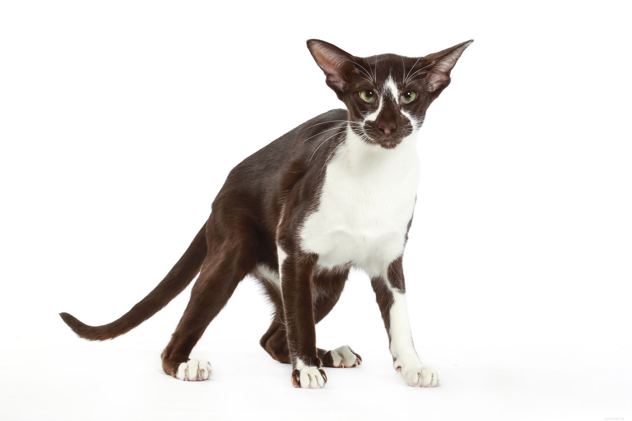 10 Popular Cat Breeds Featuring Classic Black and White Patterns