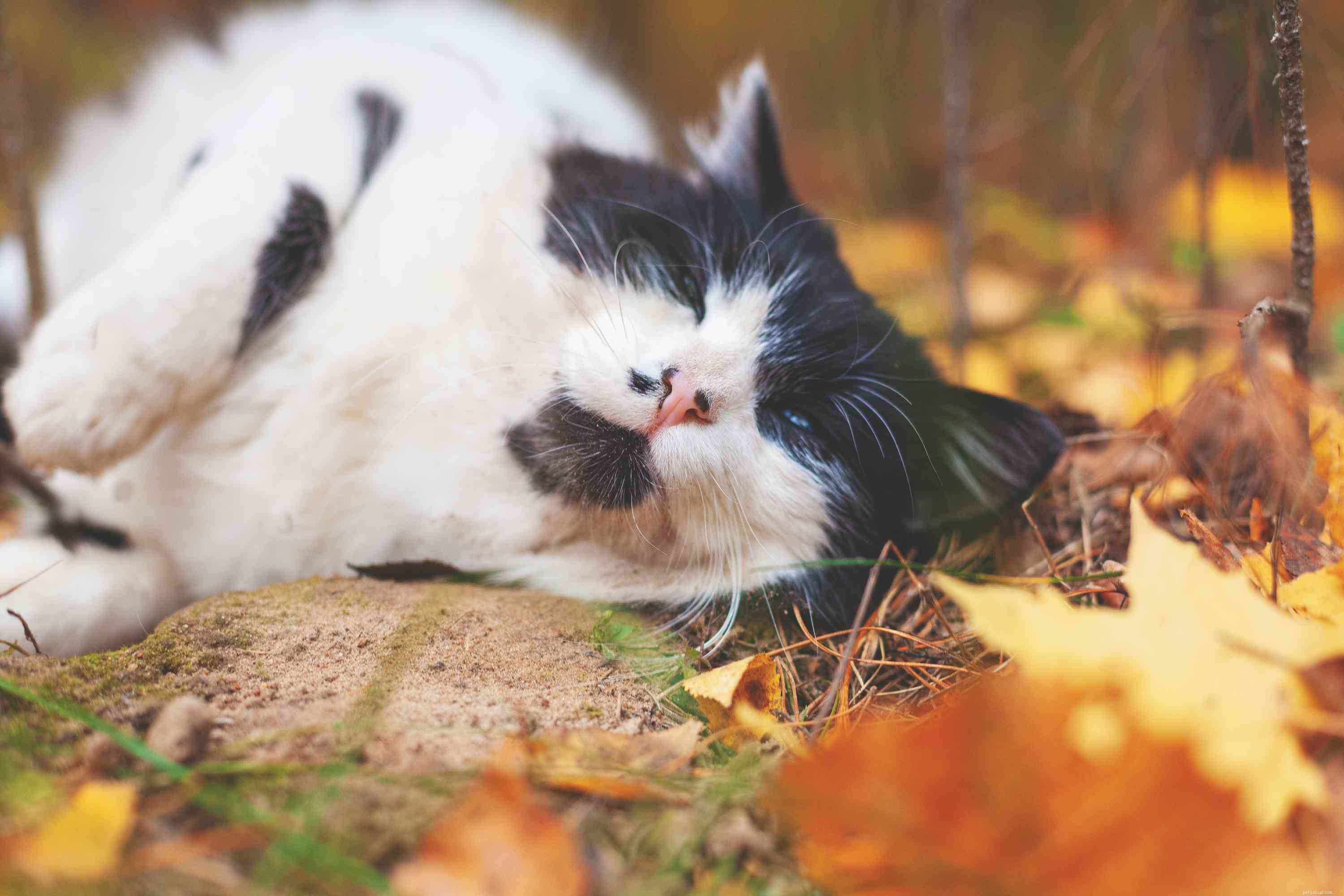 10 Popular Cat Breeds Featuring Classic Black and White Patterns