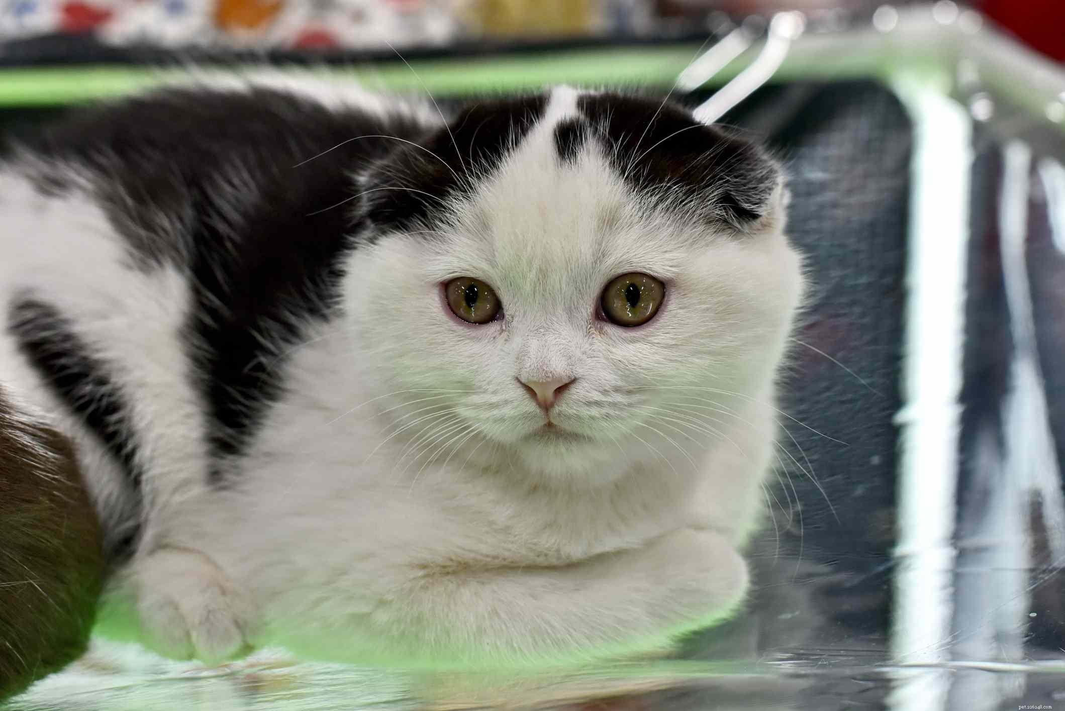 10 Popular Cat Breeds Featuring Classic Black and White Patterns