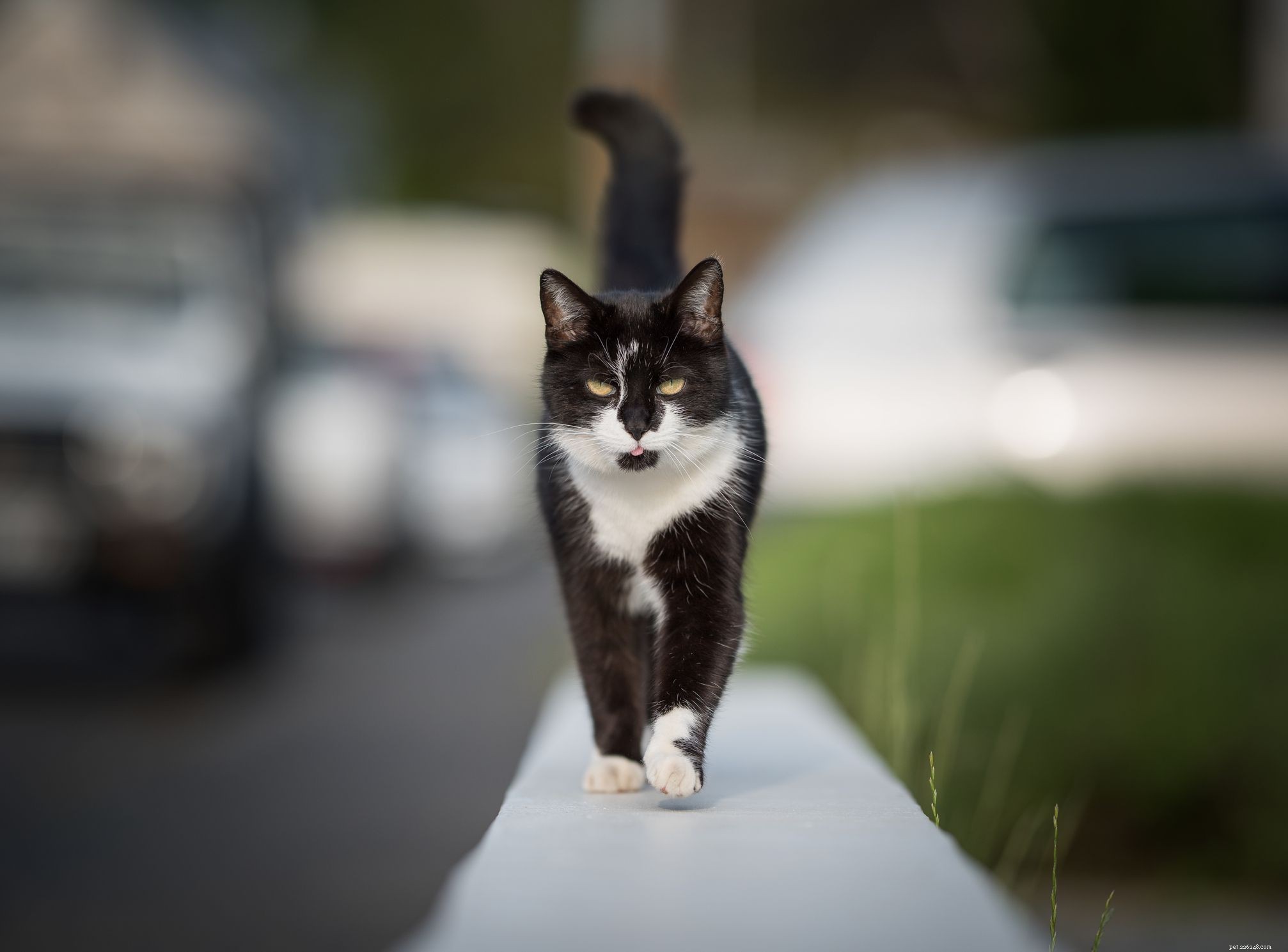 10 Popular Cat Breeds Featuring Classic Black and White Patterns