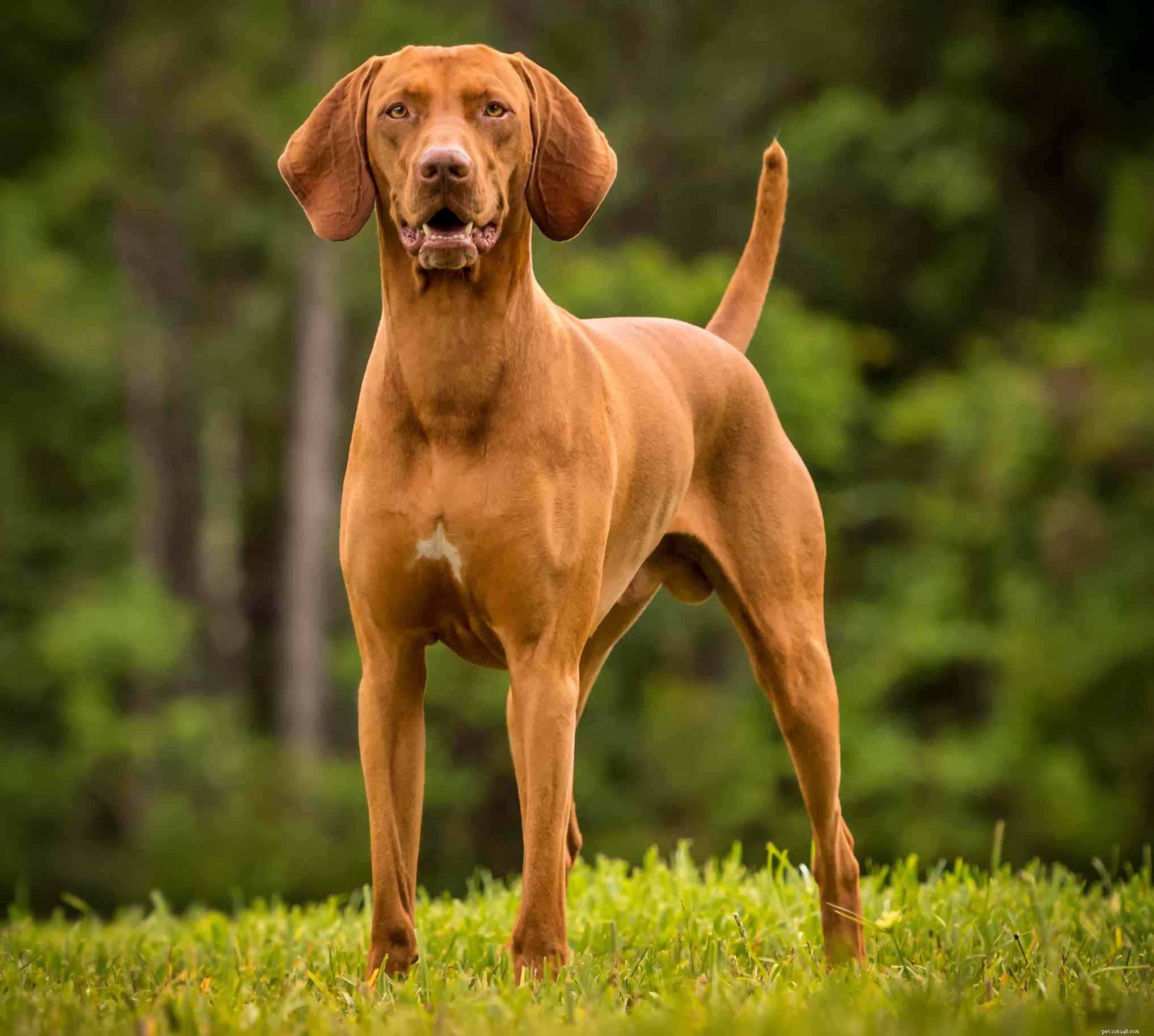 Discover 9 Distinct Hungarian Dog Breeds: Guard, Hunt, and Herding Legends