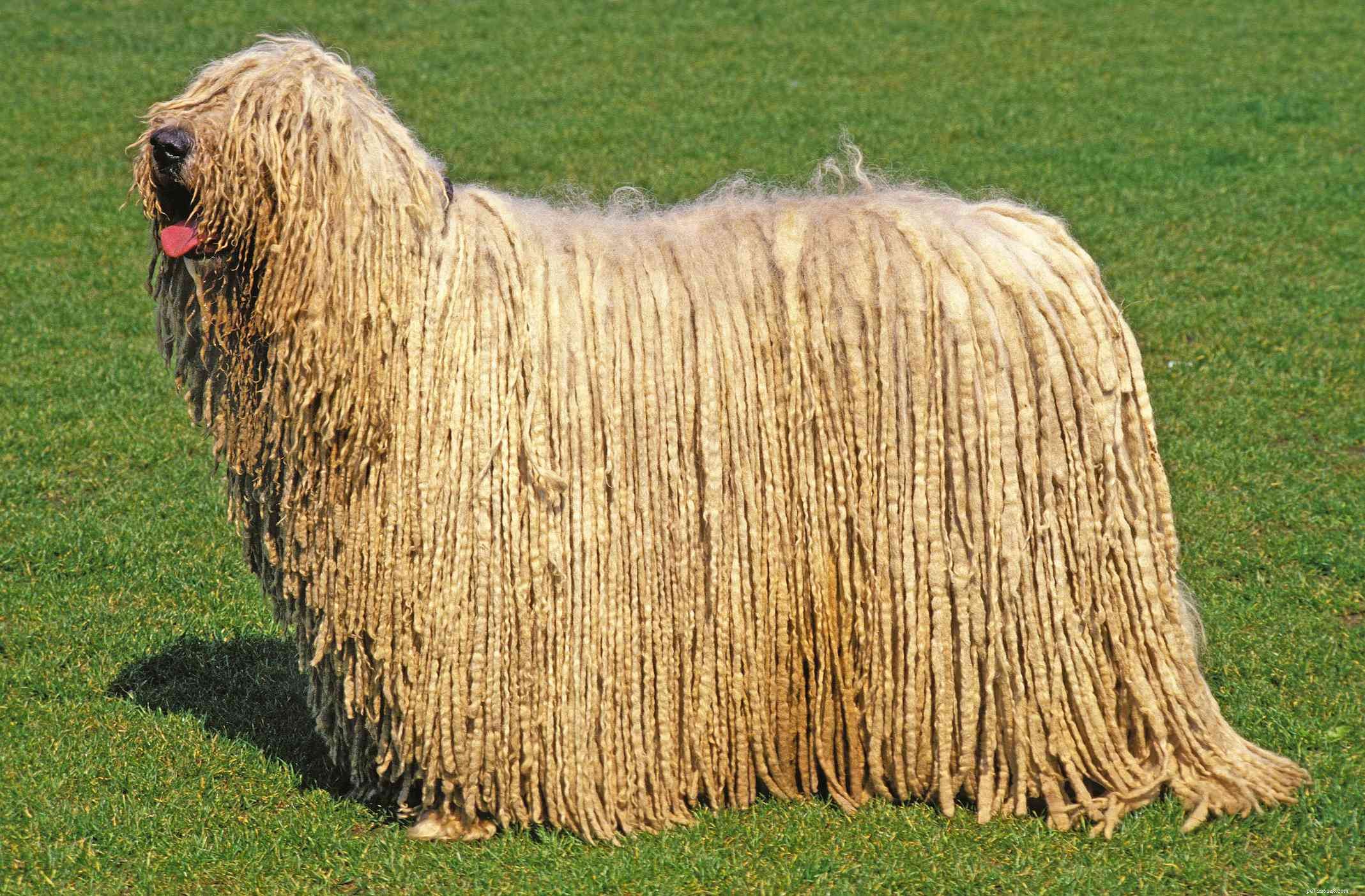 Discover 9 Distinct Hungarian Dog Breeds: Guard, Hunt, and Herding Legends