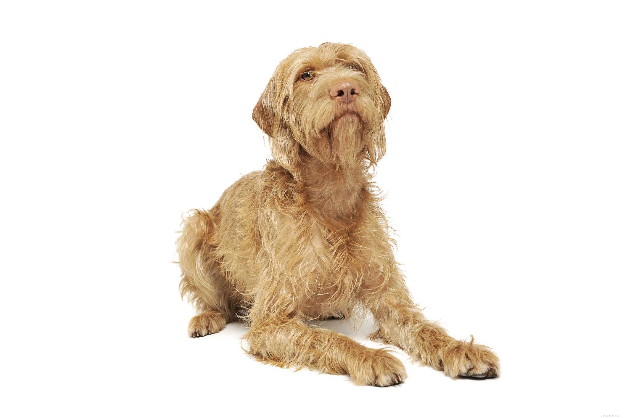 Discover 9 Distinct Hungarian Dog Breeds: Guard, Hunt, and Herding Legends