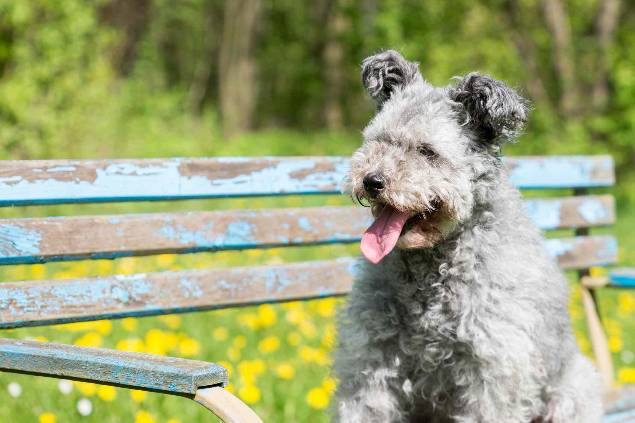 Discover 9 Distinct Hungarian Dog Breeds: Guard, Hunt, and Herding Legends