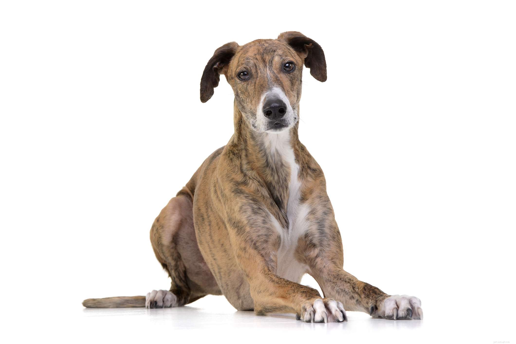 Discover 9 Distinct Hungarian Dog Breeds: Guard, Hunt, and Herding Legends