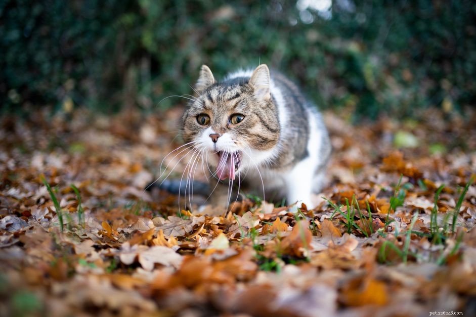 Understanding Why Your Cat Is Vomiting Water: Common Causes & What to Do