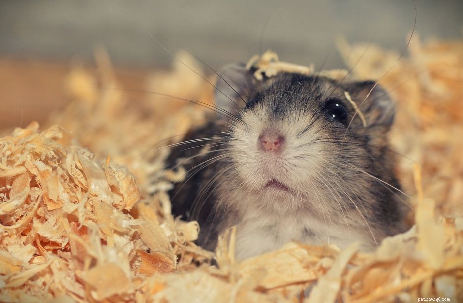 Understanding Why Hamsters May Eat Their Babies: Causes and Prevention