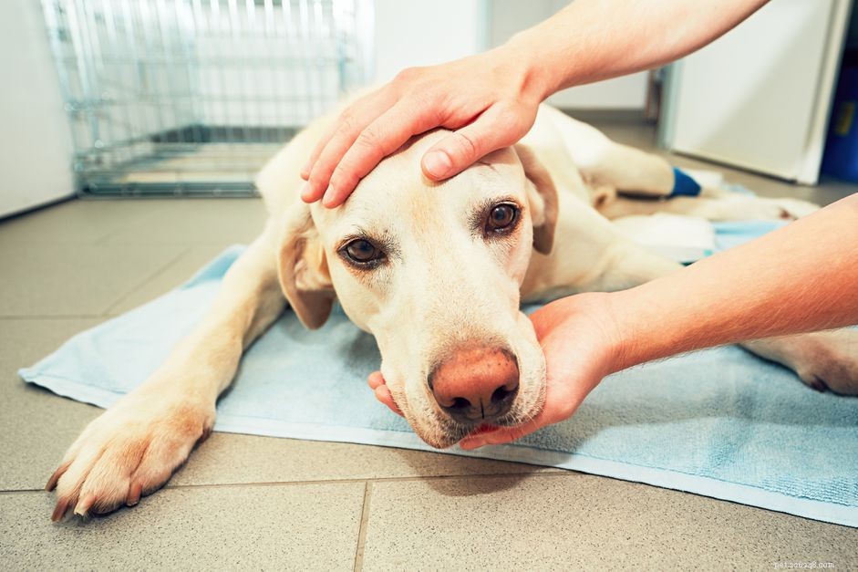 Understanding Pale Gums in Dogs: Causes, Symptoms, and What to Do