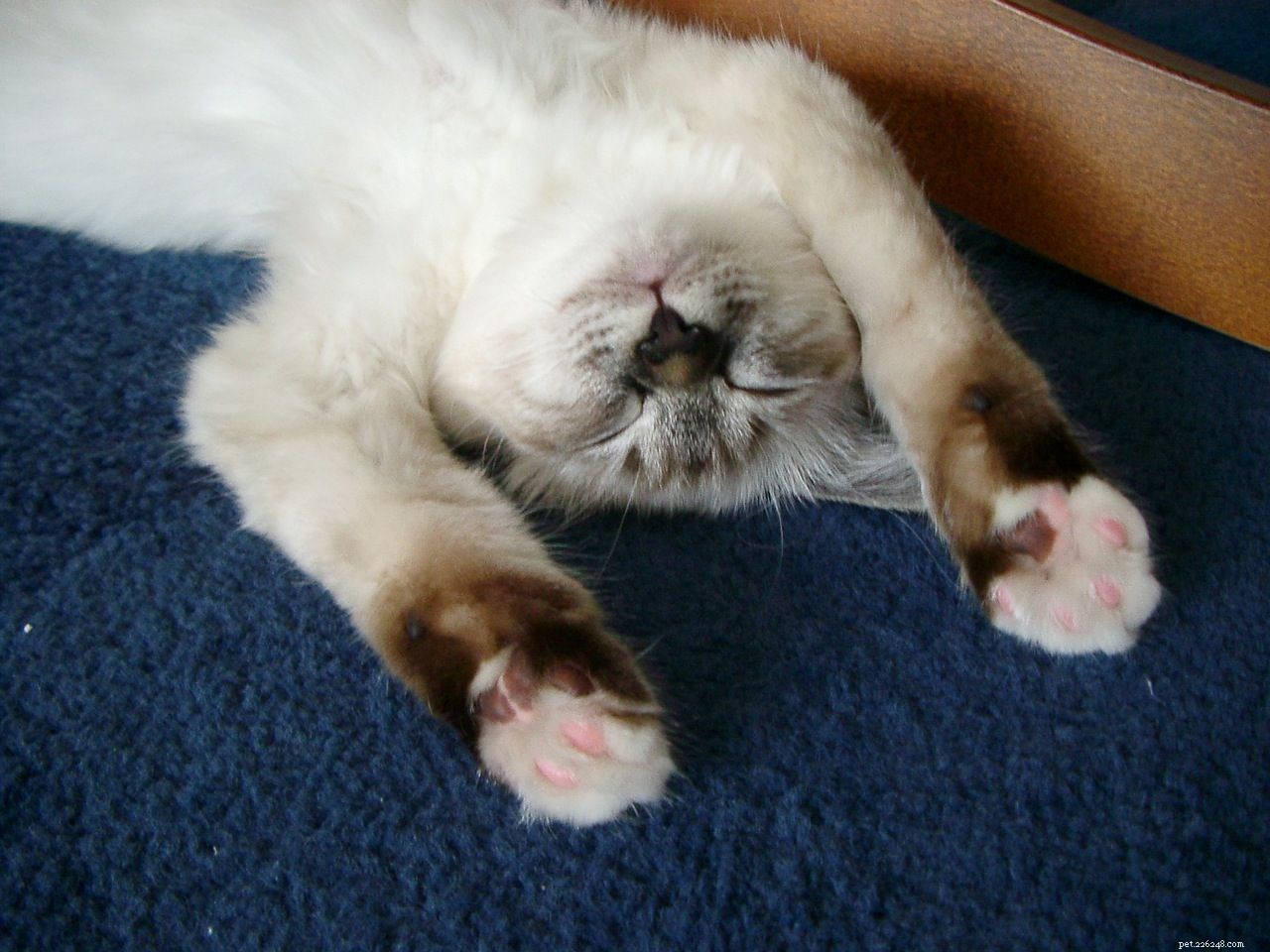 Top 10 Cat Breeds Perfect for Apartment Life