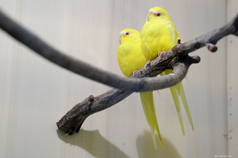 Lutino Parakeet Guide: Care, Characteristics, and Adoption Tips