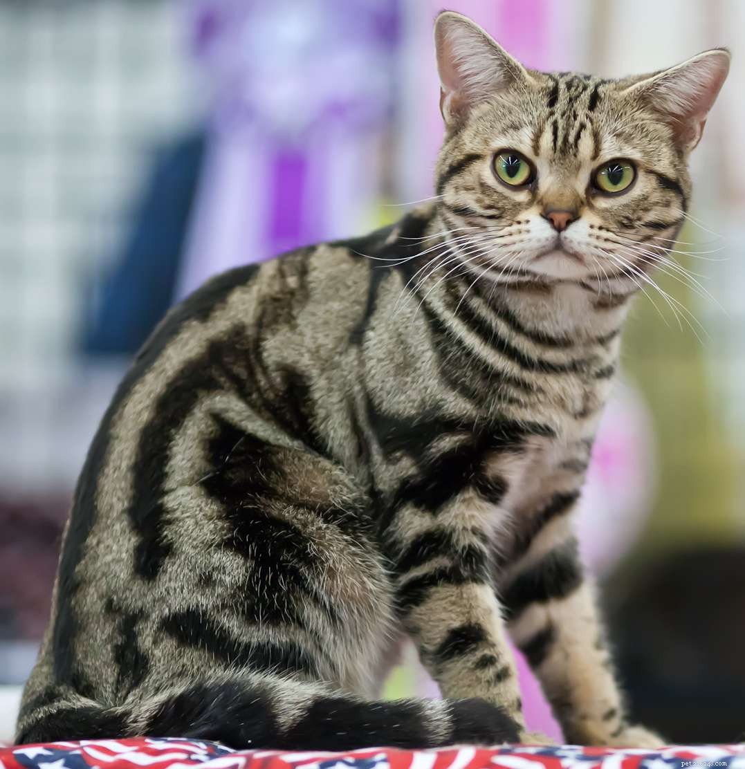 Top 10 Cat Breeds Perfect for Apartment Life