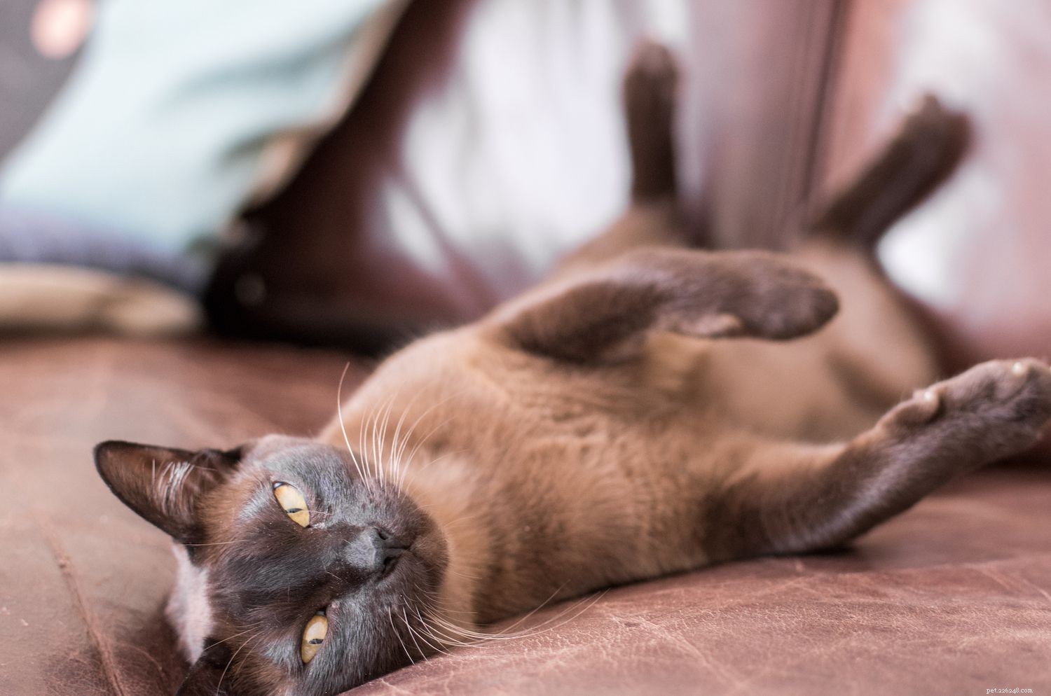 Top 10 Cat Breeds Perfect for Apartment Life