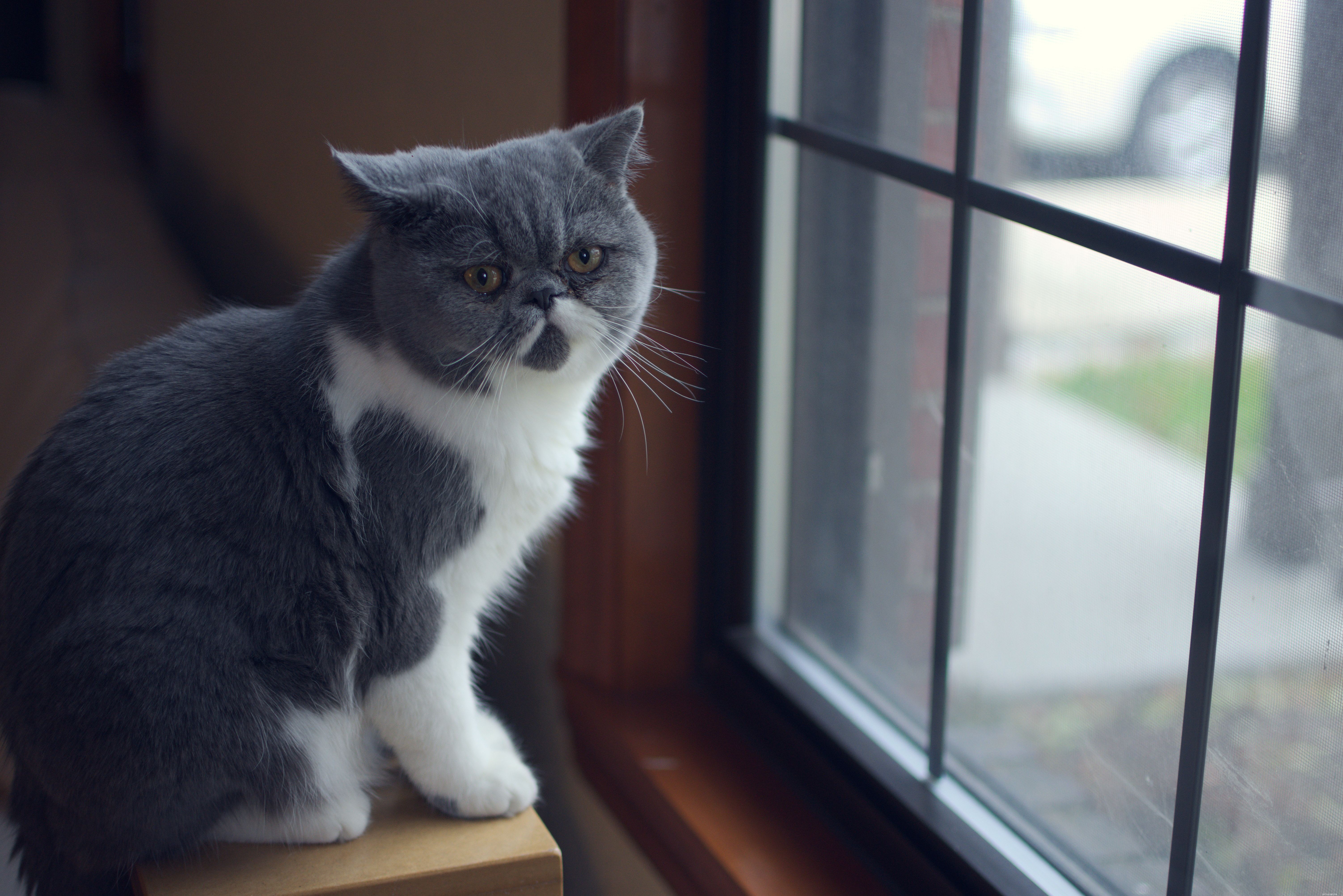 Top 10 Cat Breeds Perfect for Apartment Life