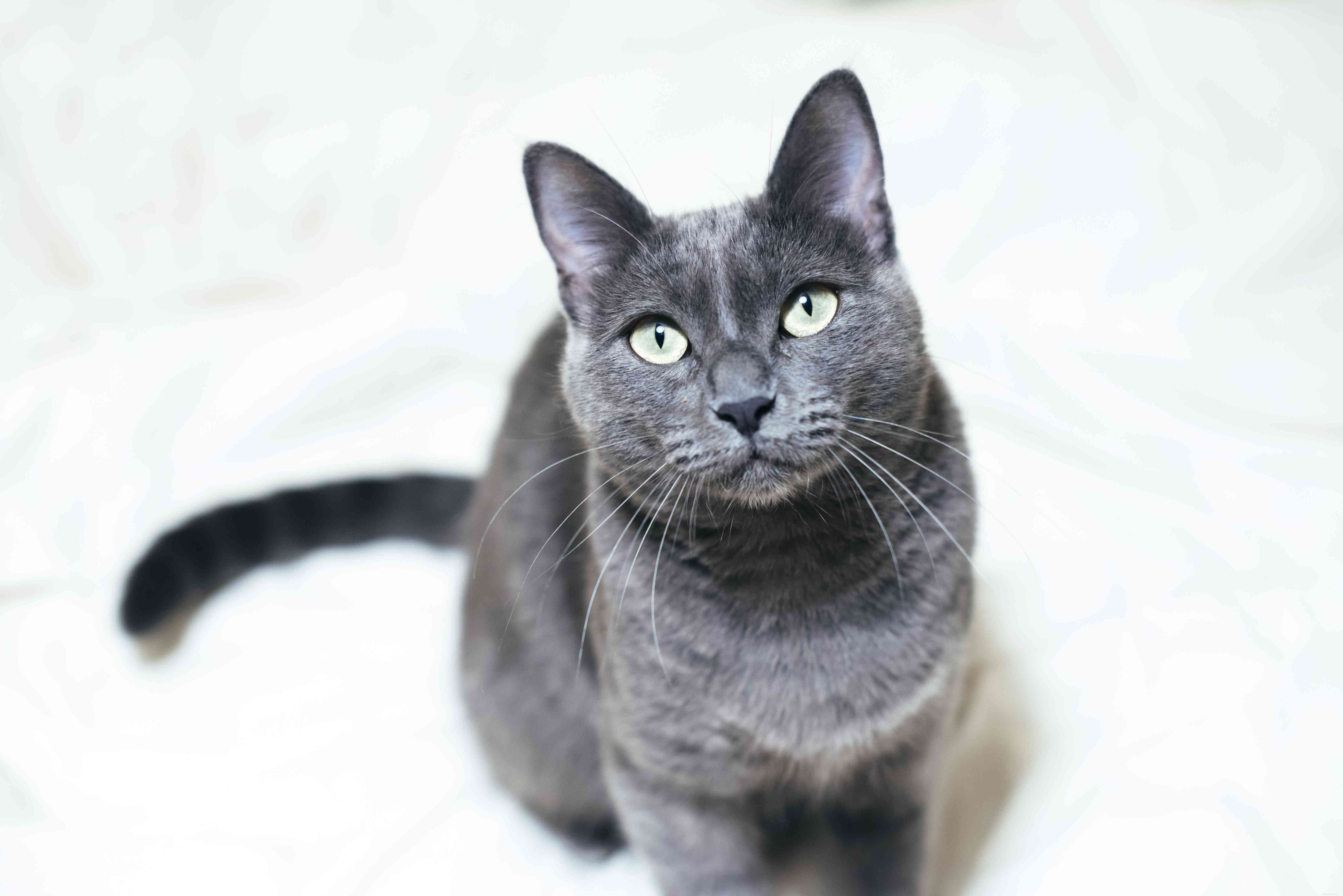 Top 10 Cat Breeds Perfect for Apartment Life