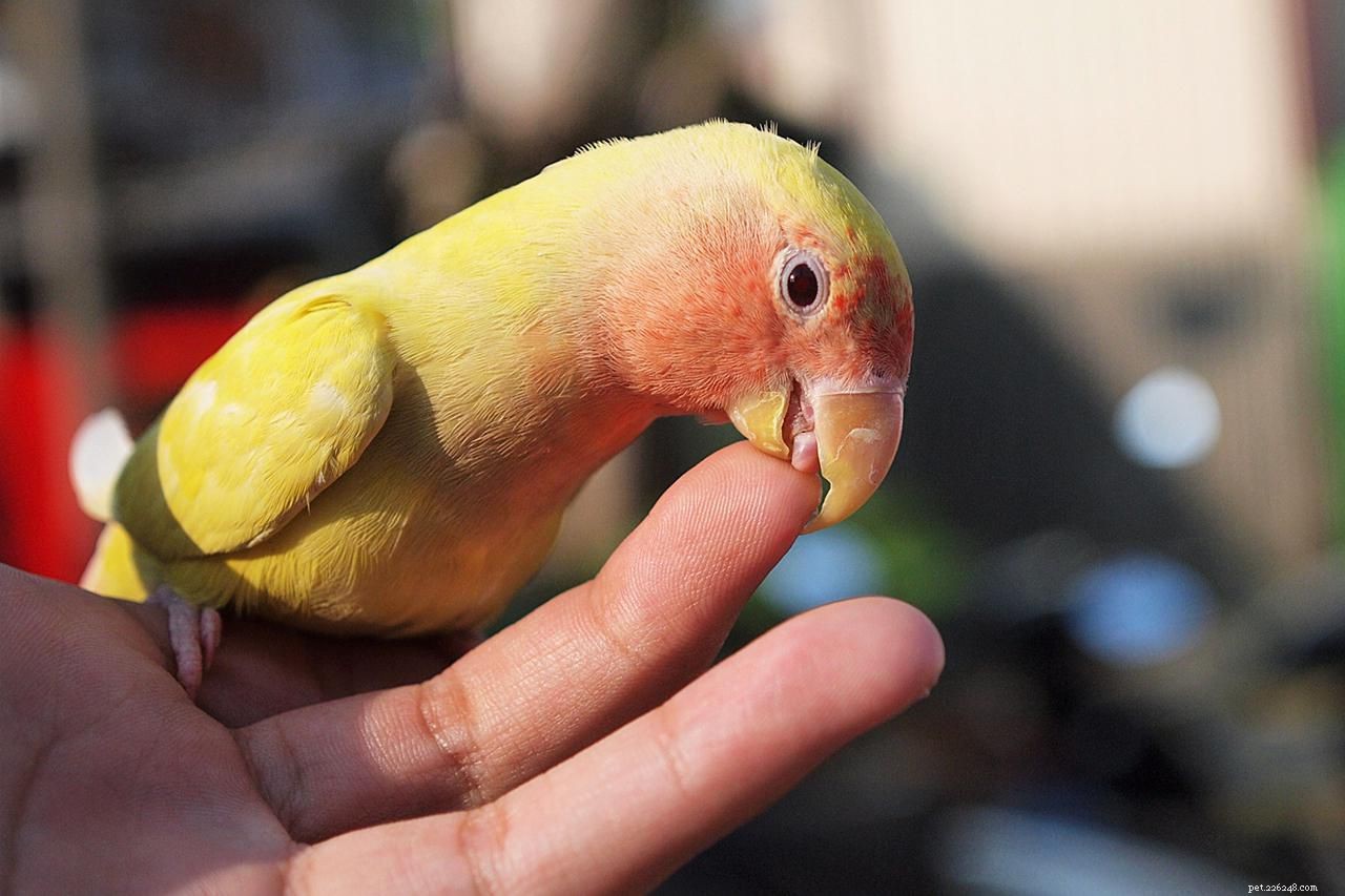 Common Pet Bird Behavior Issues and How to Resolve Them