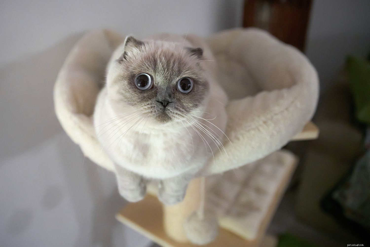 Top 10 Cat Breeds Perfect for Apartment Life