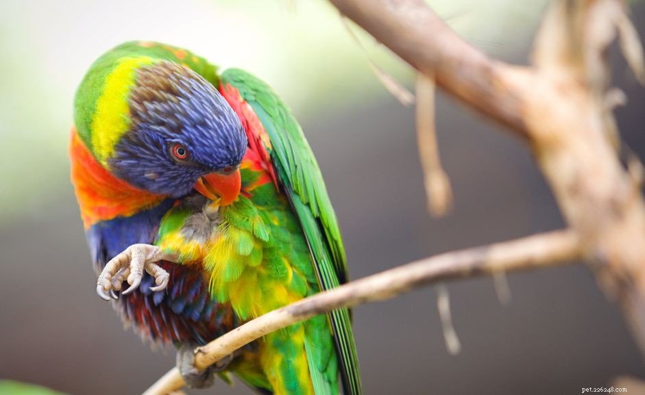 Common Pet Bird Behavior Issues and How to Resolve Them