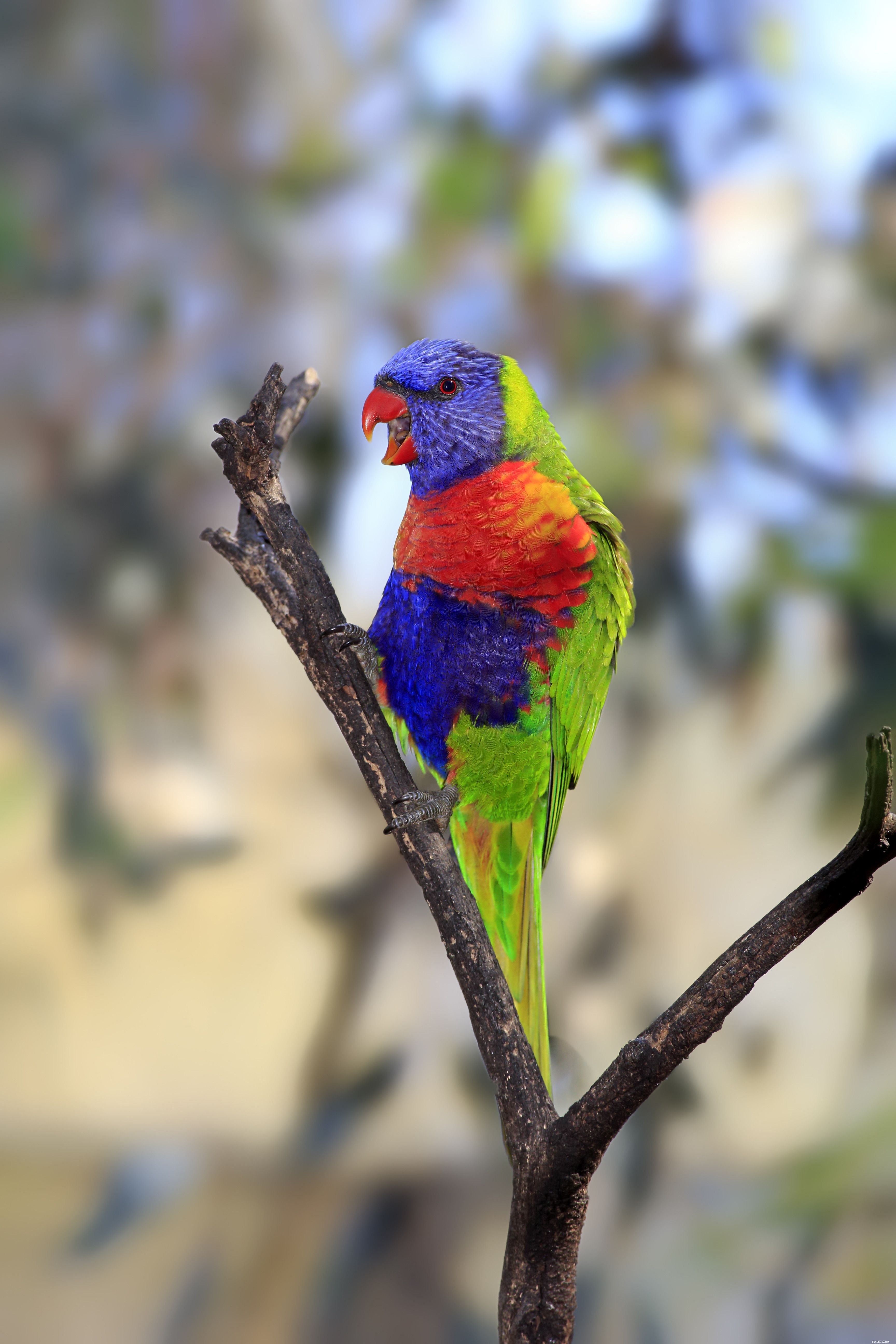 Common Pet Bird Behavior Issues and How to Resolve Them