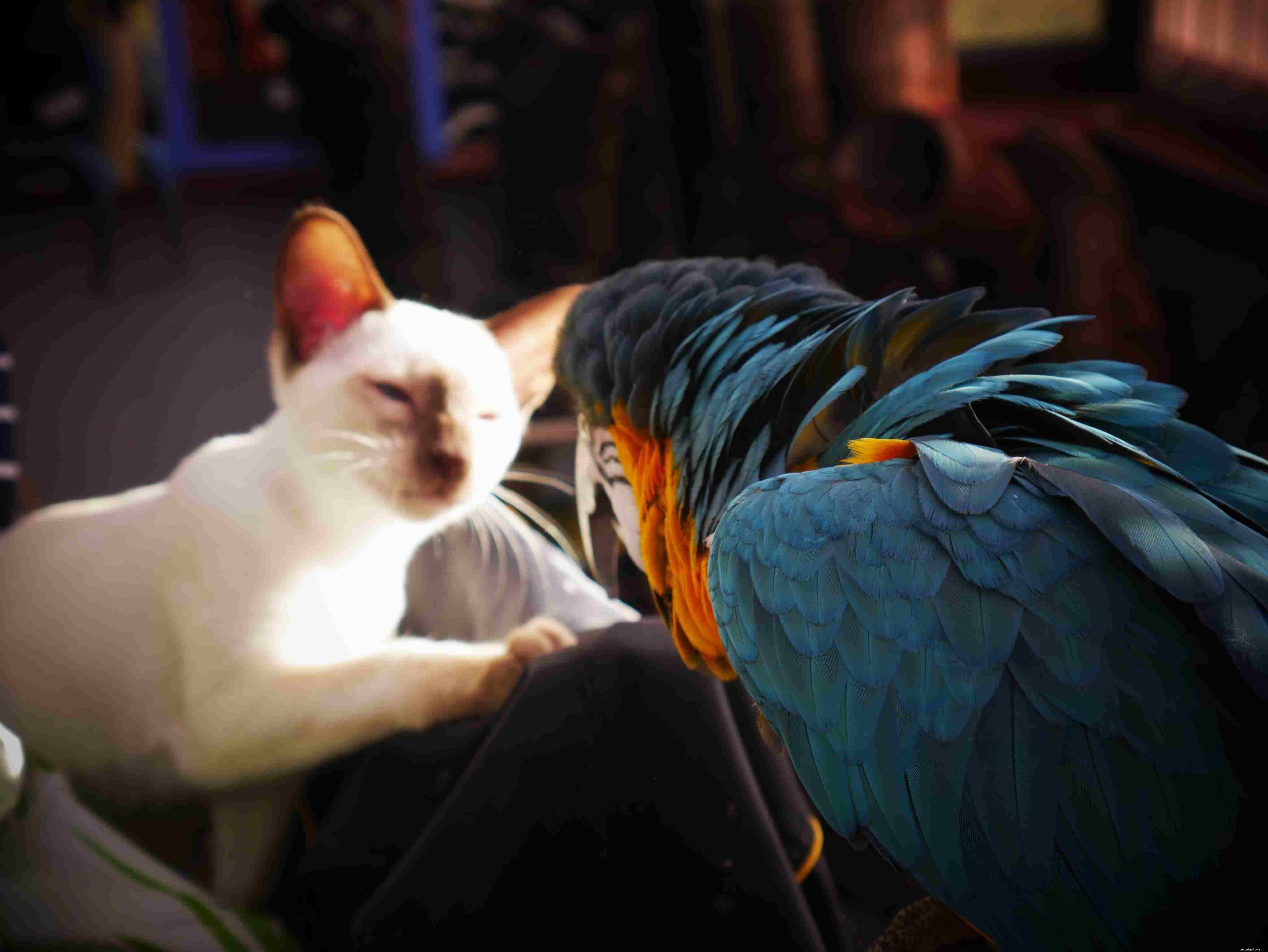 Common Pet Bird Behavior Issues and How to Resolve Them