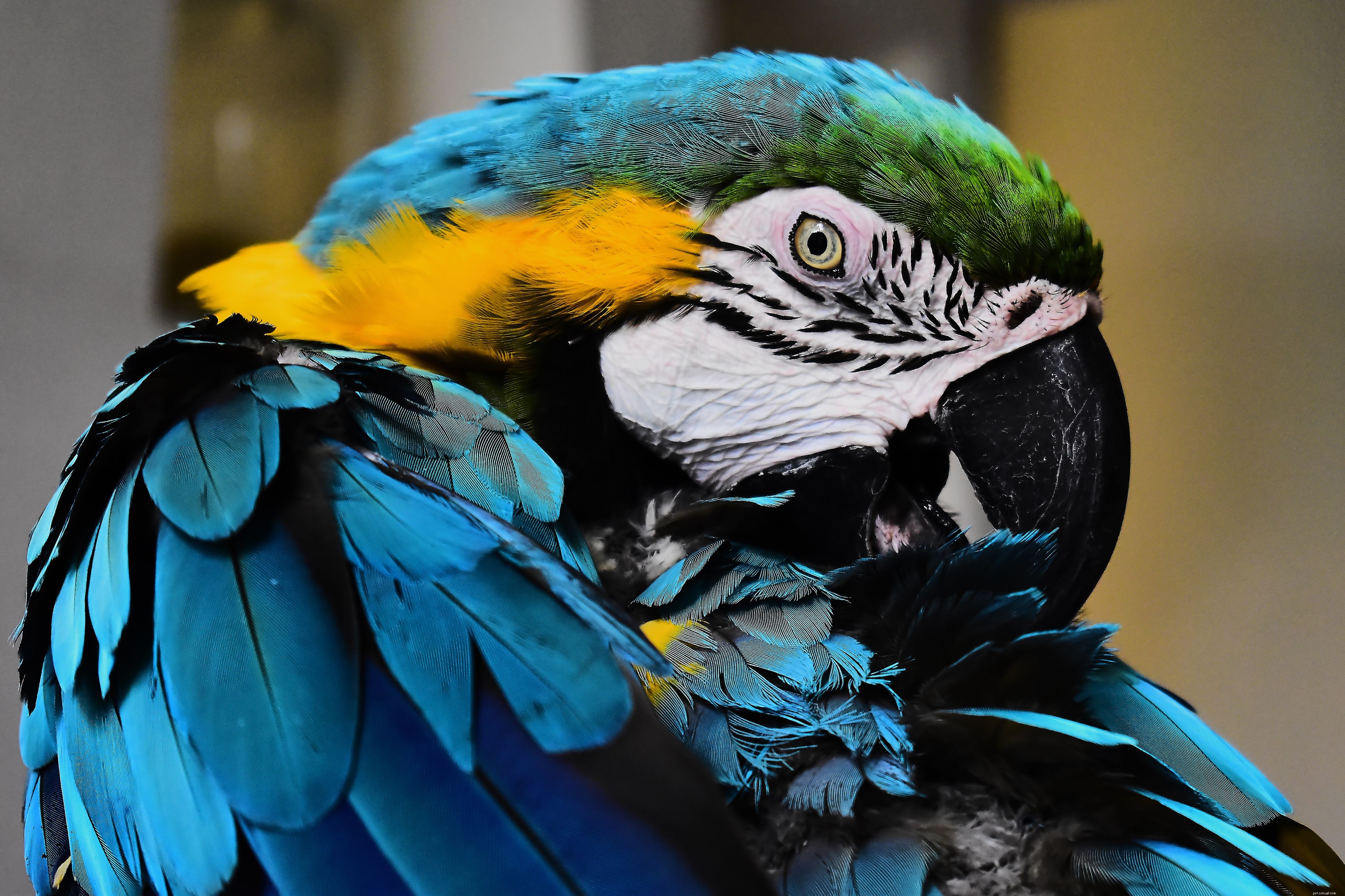 Common Pet Bird Behavior Issues and How to Resolve Them