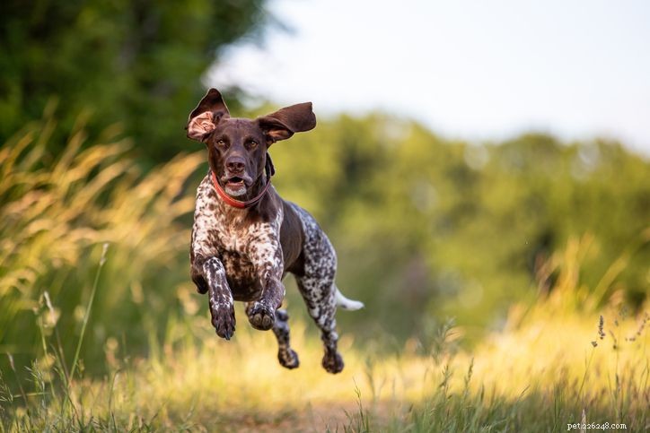 Top 20 Low‑Maintenance Short‑Haired Dog Breeds for Busy Owners
