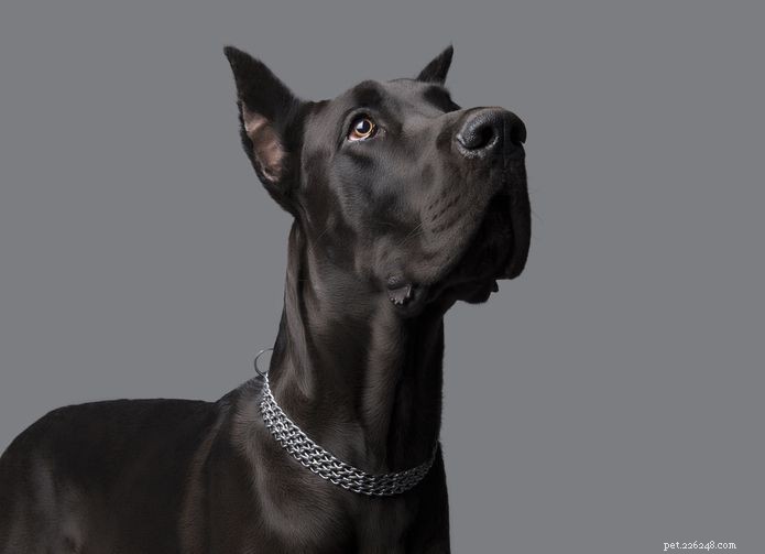 Top 20 Low‑Maintenance Short‑Haired Dog Breeds for Busy Owners