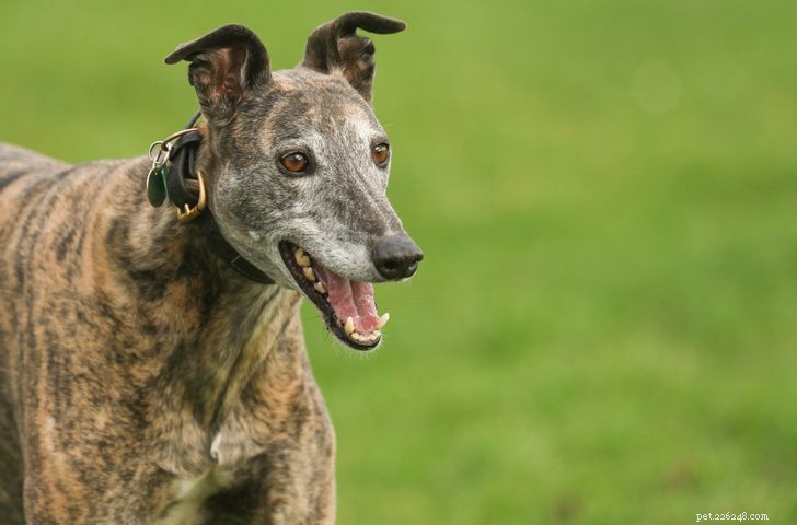 Top 20 Low‑Maintenance Short‑Haired Dog Breeds for Busy Owners