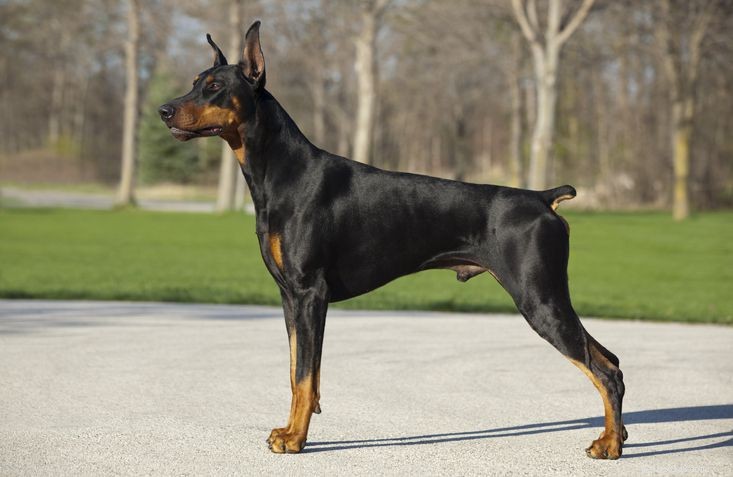 Top 20 Low‑Maintenance Short‑Haired Dog Breeds for Busy Owners
