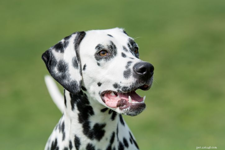Top 20 Low‑Maintenance Short‑Haired Dog Breeds for Busy Owners