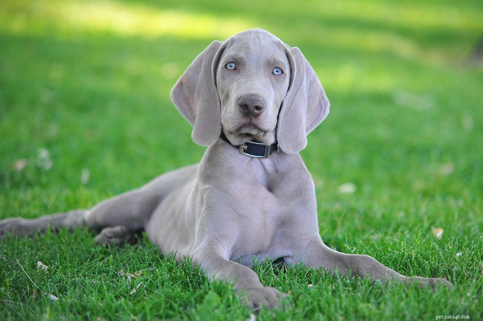 Top 20 Low‑Maintenance Short‑Haired Dog Breeds for Busy Owners