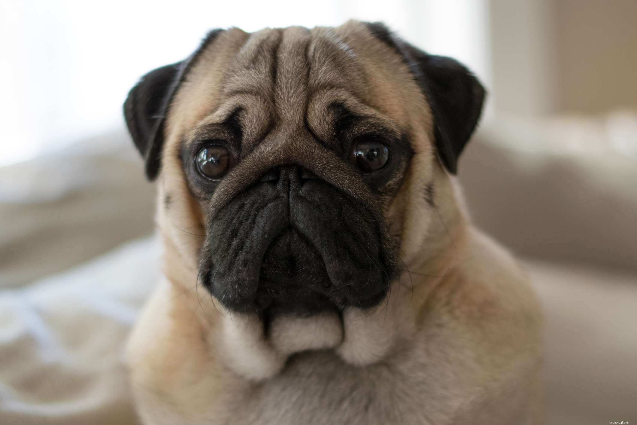 Top 20 Low‑Maintenance Short‑Haired Dog Breeds for Busy Owners
