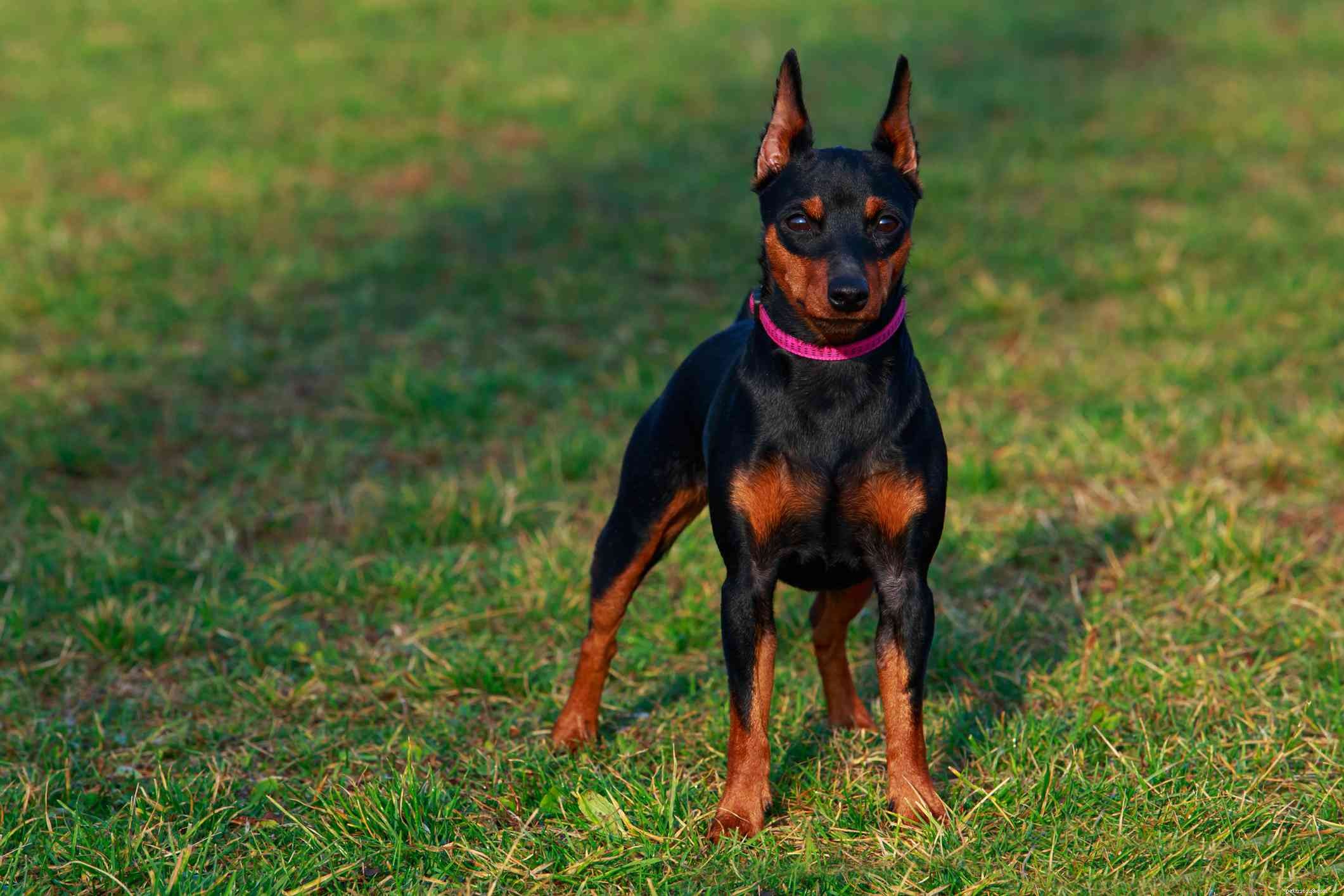Top 20 Low‑Maintenance Short‑Haired Dog Breeds for Busy Owners