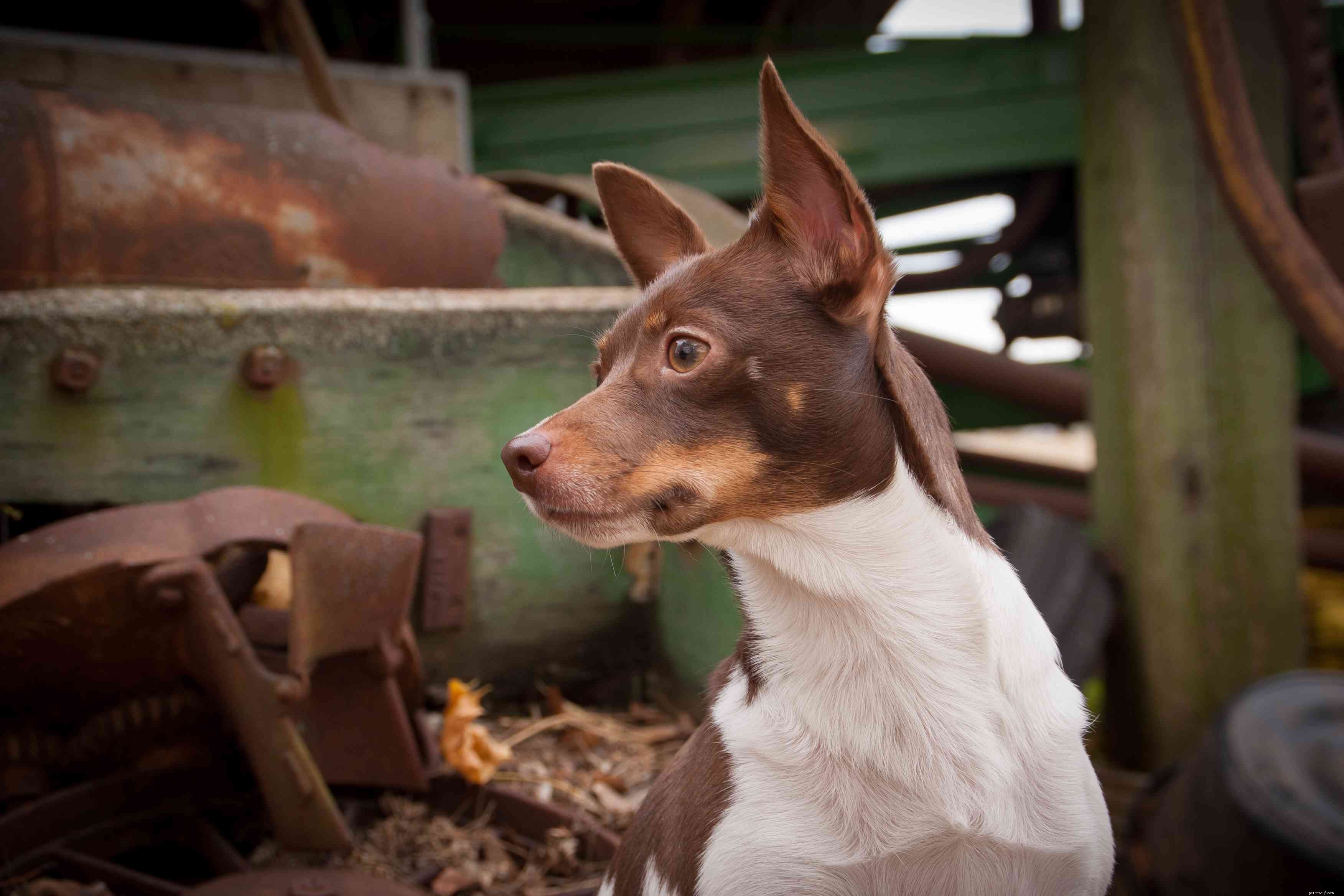 Top 20 Low‑Maintenance Short‑Haired Dog Breeds for Busy Owners