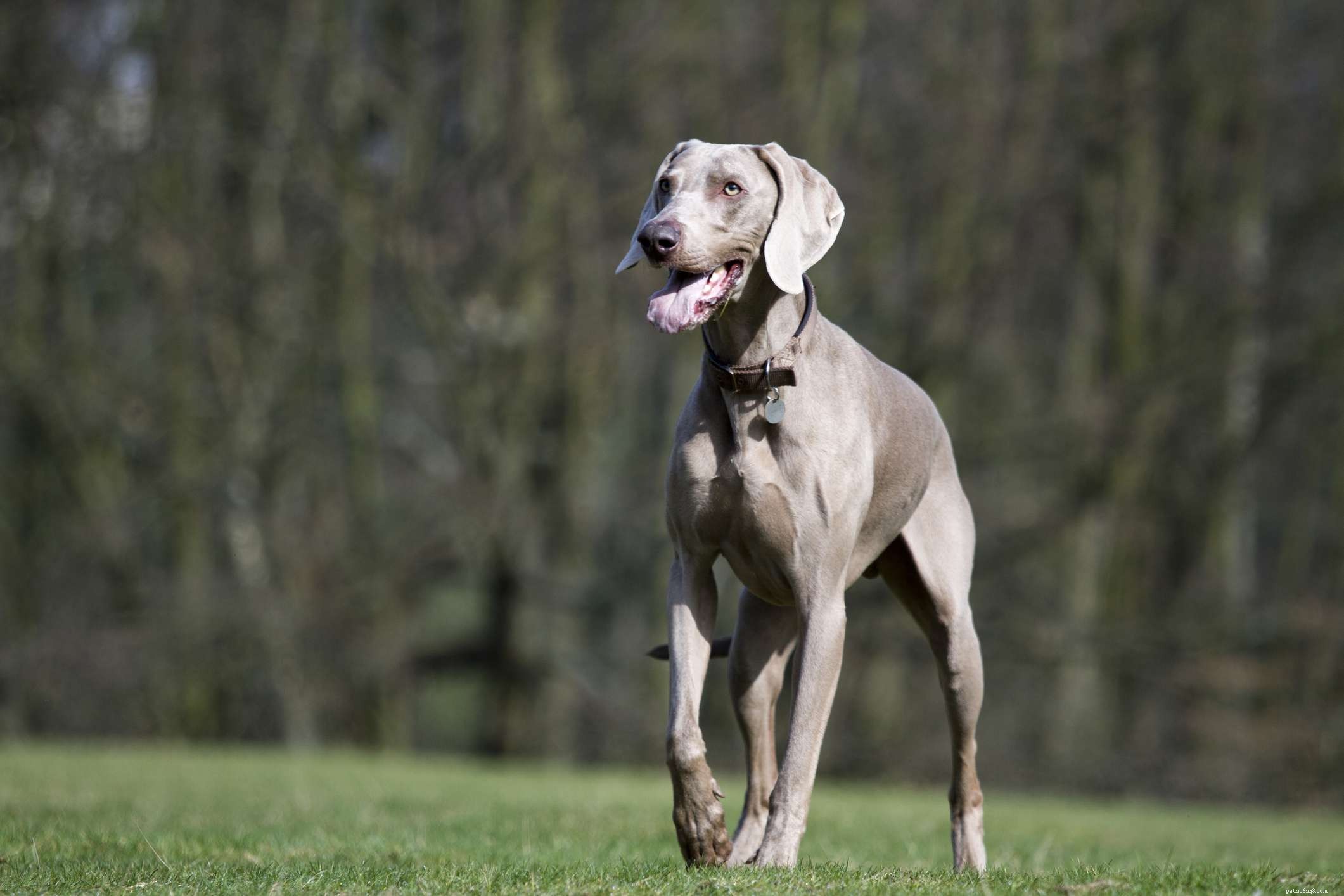 Top 20 Low‑Maintenance Short‑Haired Dog Breeds for Busy Owners