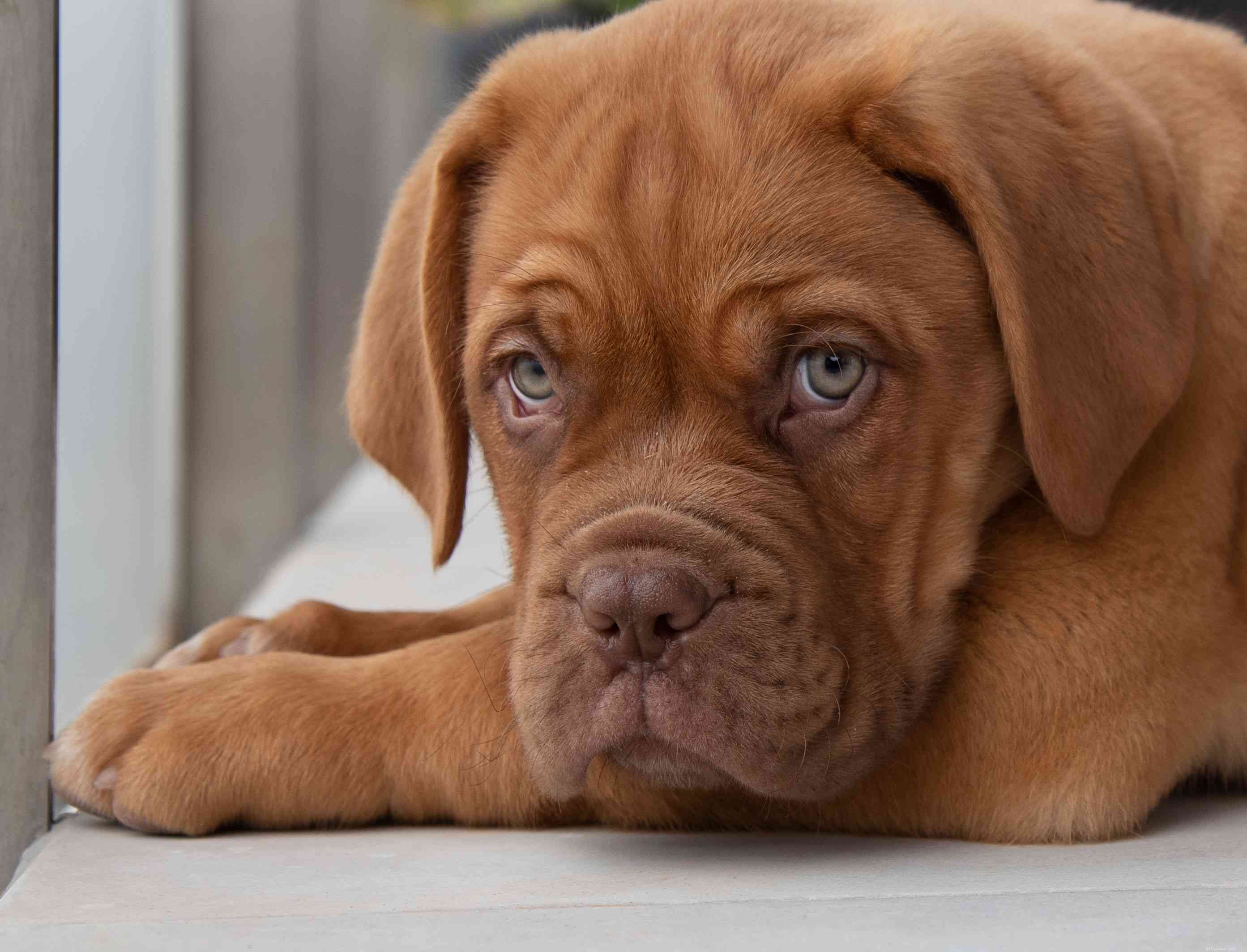 Top 20 Low‑Maintenance Short‑Haired Dog Breeds for Busy Owners