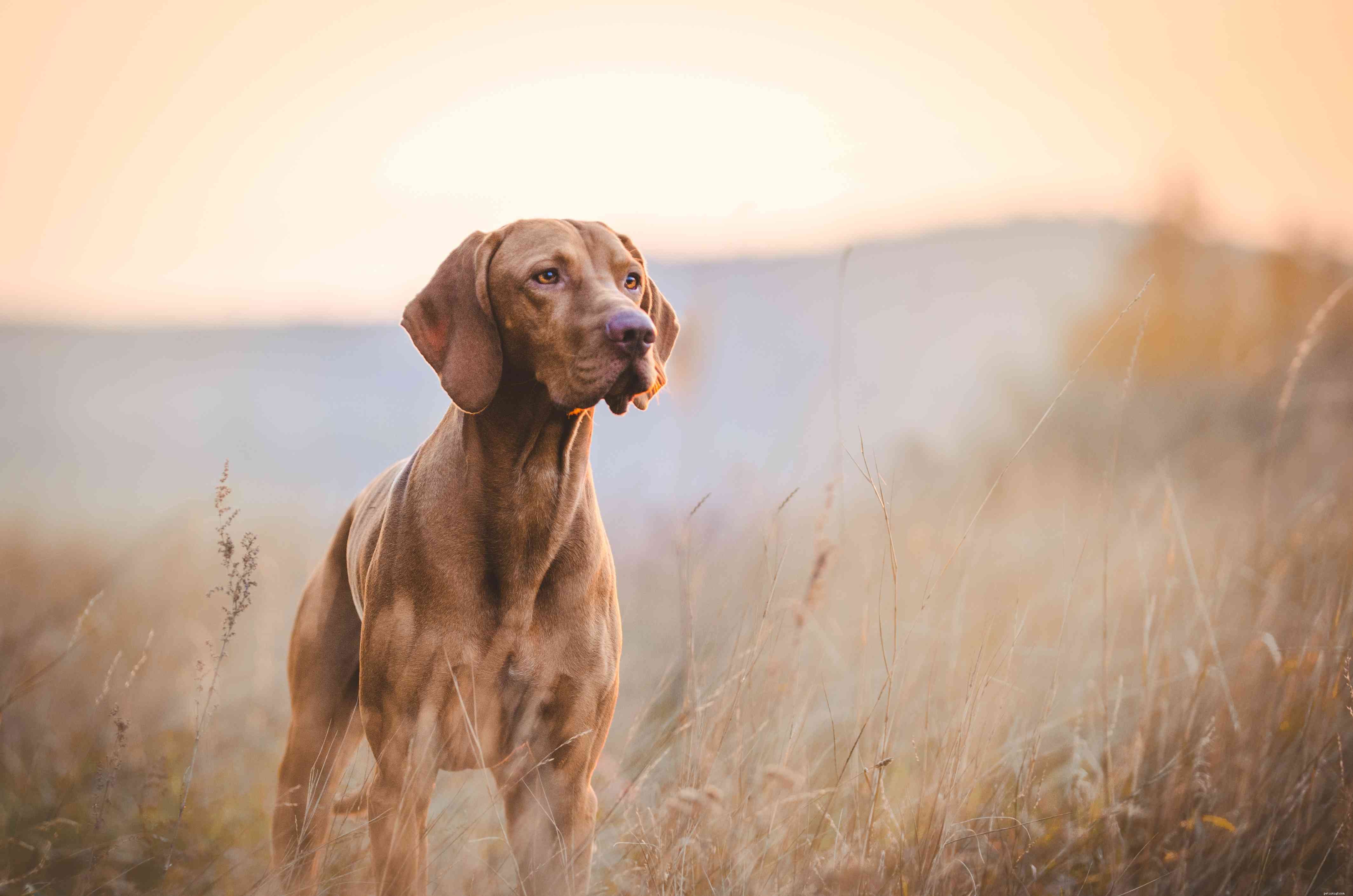 Top 20 Low‑Maintenance Short‑Haired Dog Breeds for Busy Owners