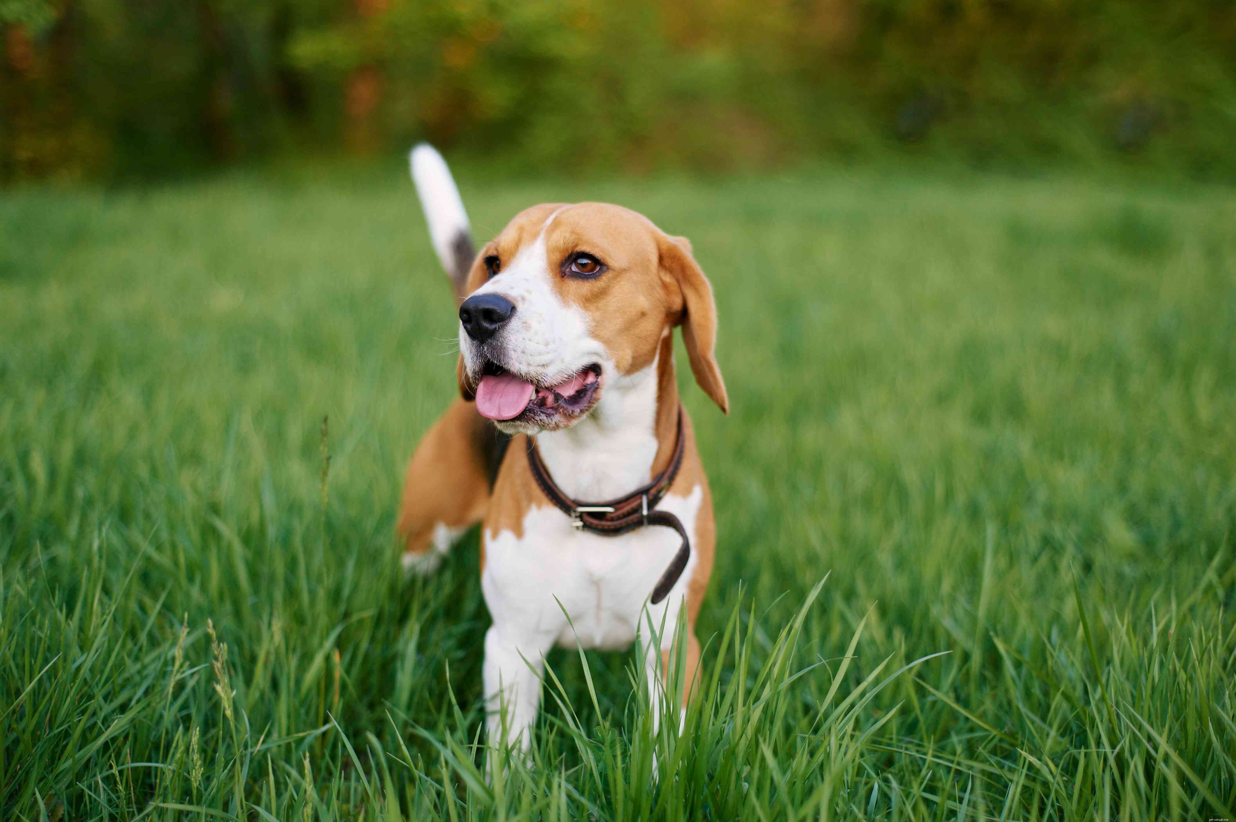 Top 20 Low‑Maintenance Short‑Haired Dog Breeds for Busy Owners