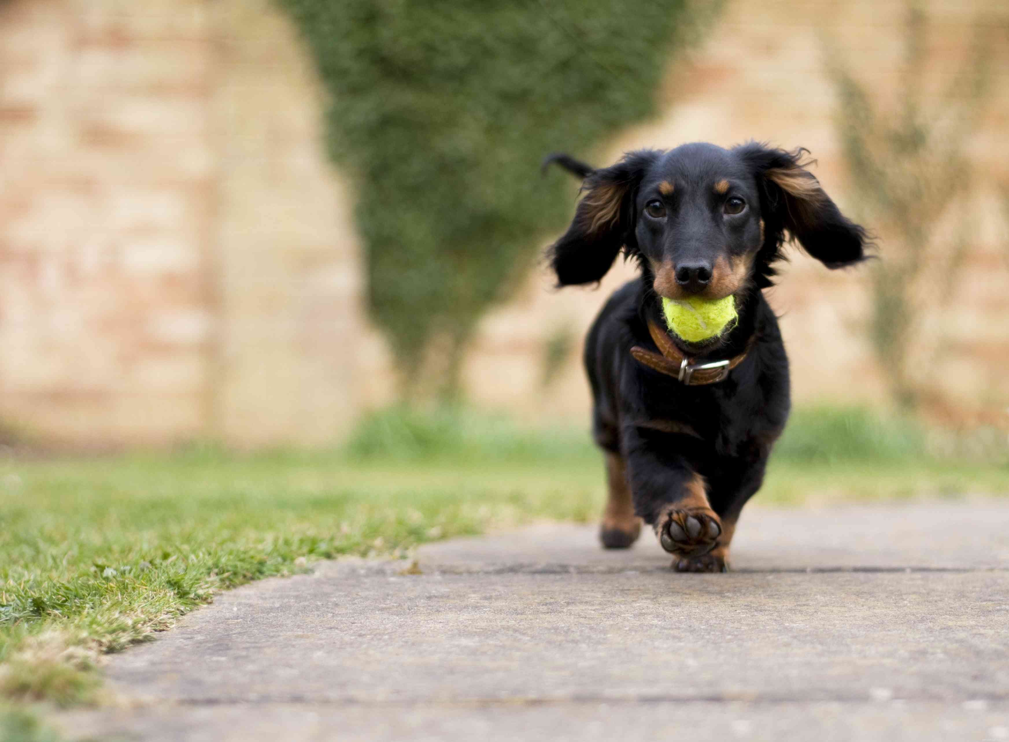 Top 20 Low‑Maintenance Short‑Haired Dog Breeds for Busy Owners