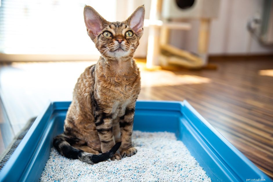 Understanding and Managing Common Urinary Issues in Cats