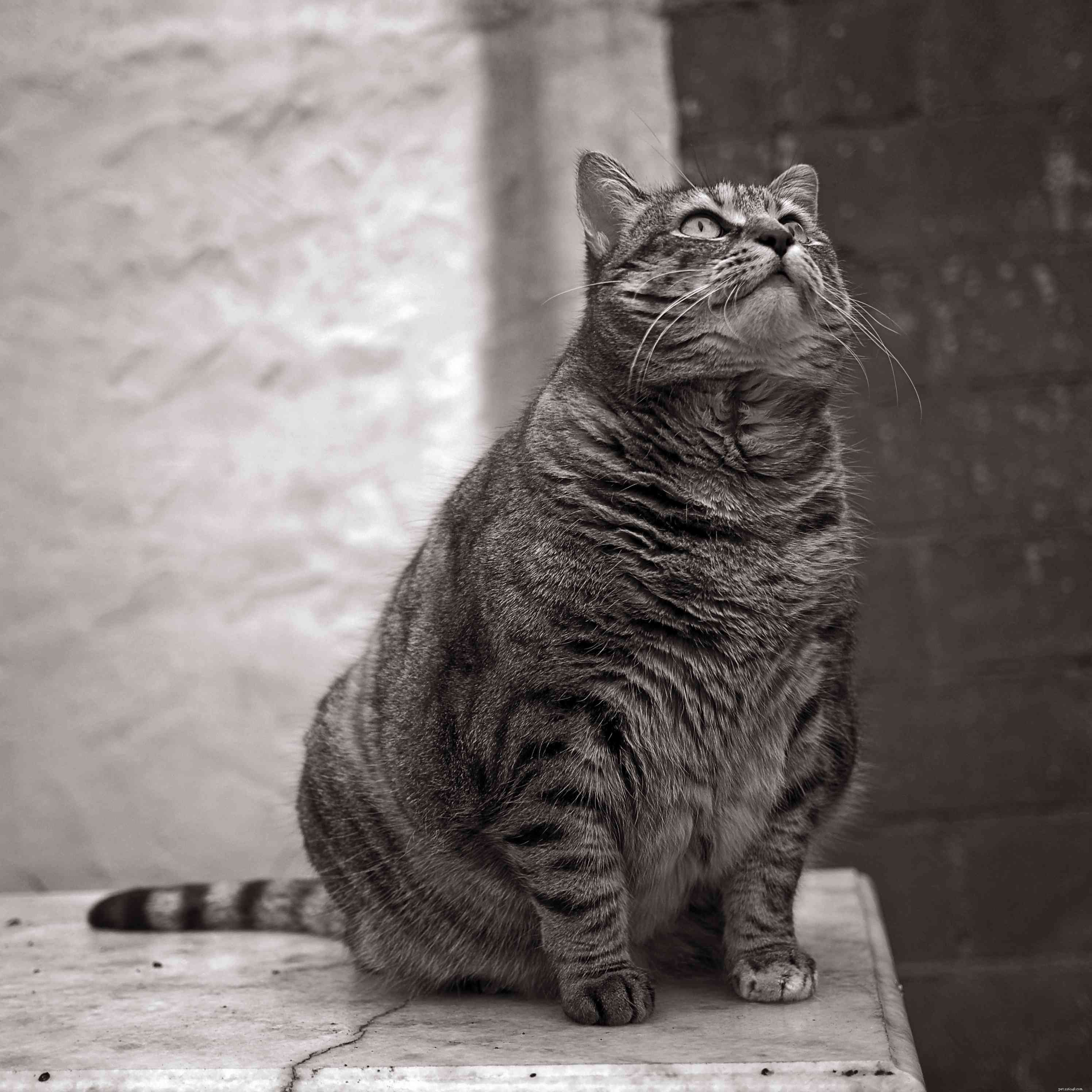 Understanding and Managing Common Urinary Issues in Cats