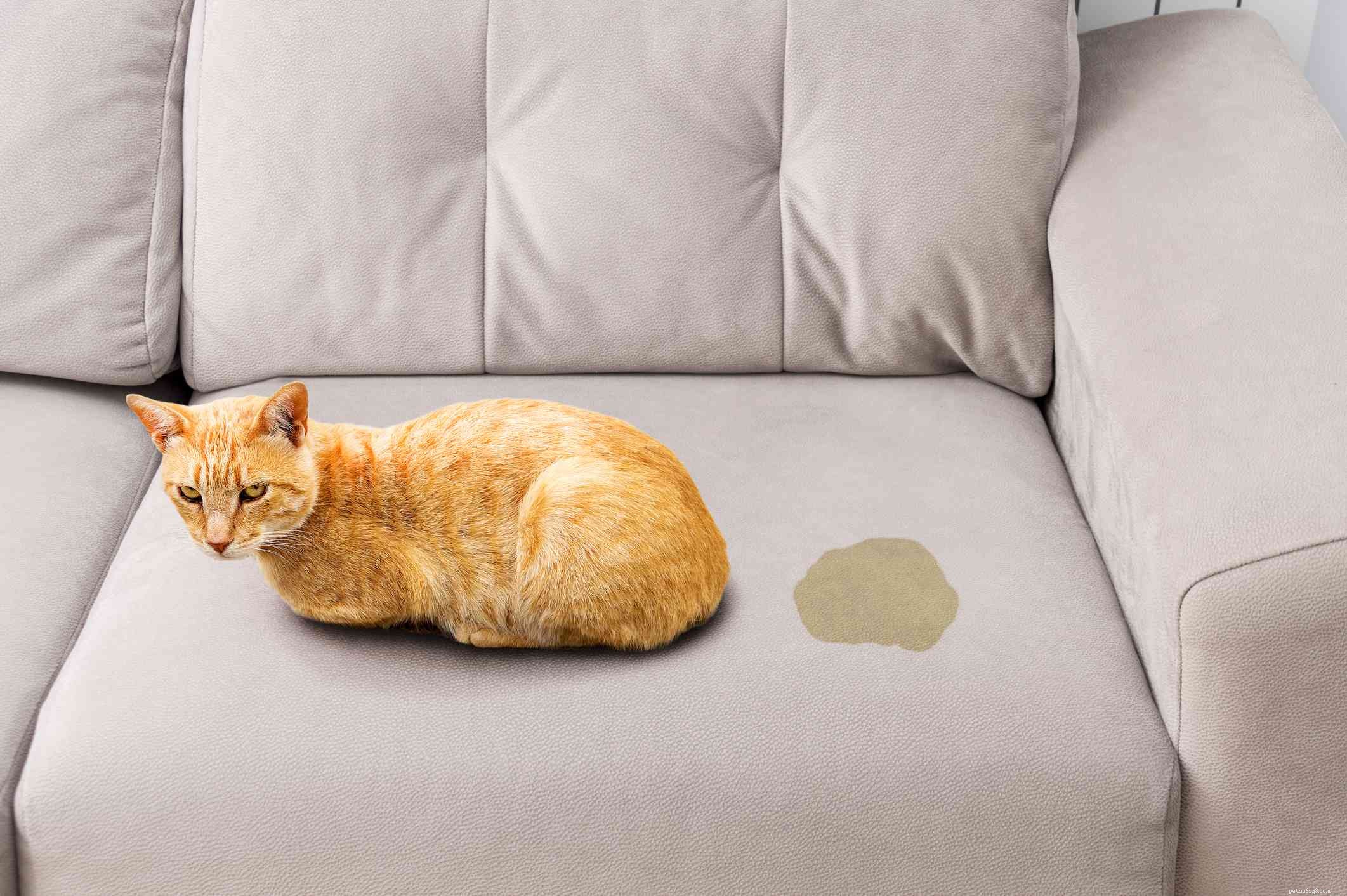 Understanding and Managing Common Urinary Issues in Cats