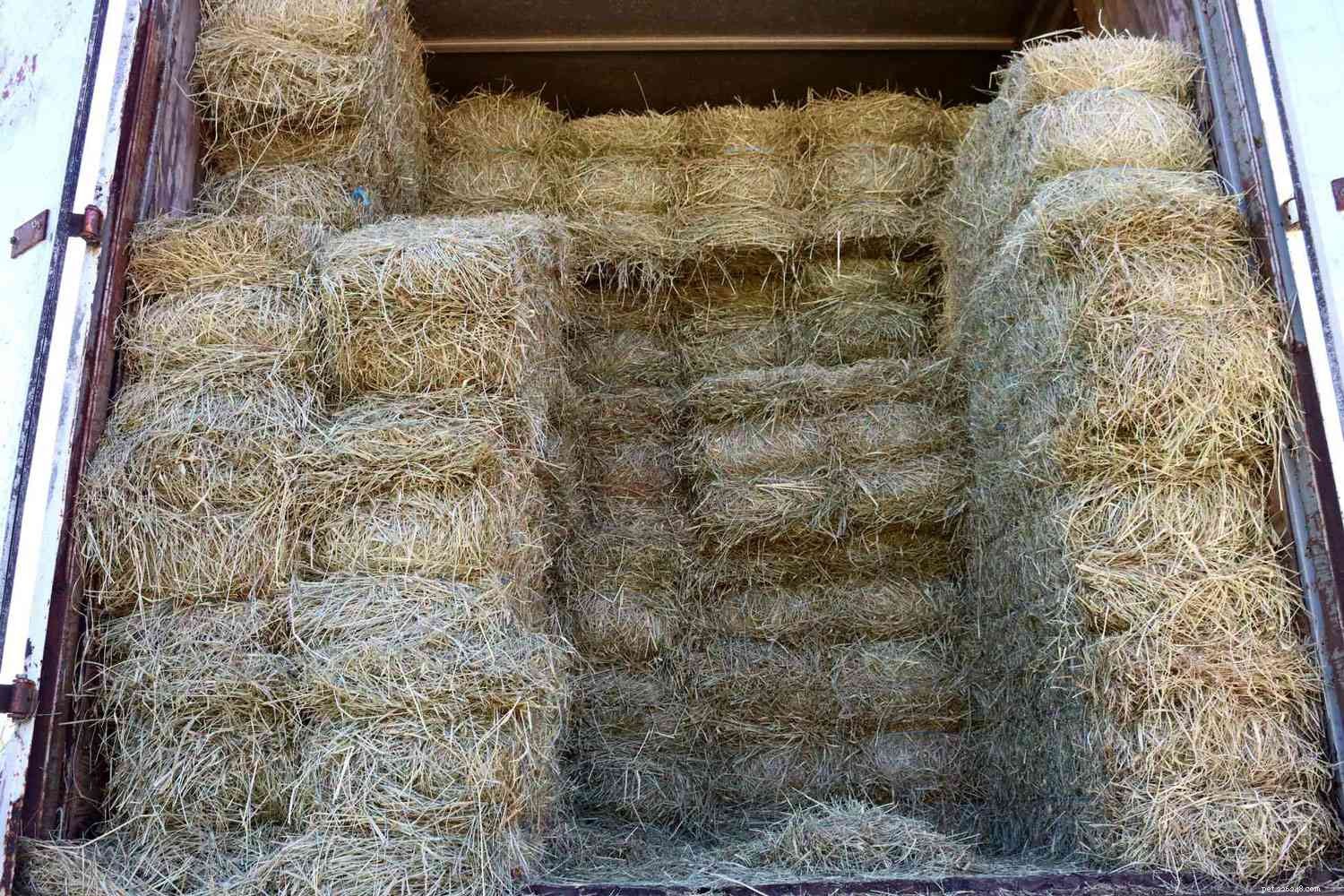 What Does It Cost to Care for a Horse? A Complete Cost Breakdown