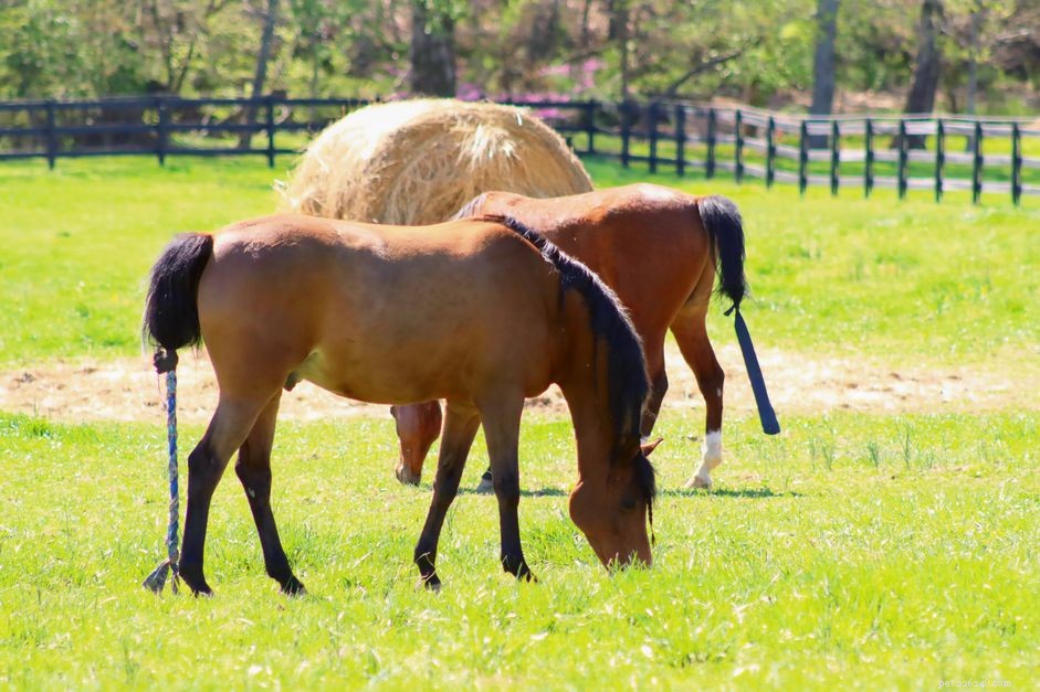 What Does It Cost to Care for a Horse? A Complete Cost Breakdown