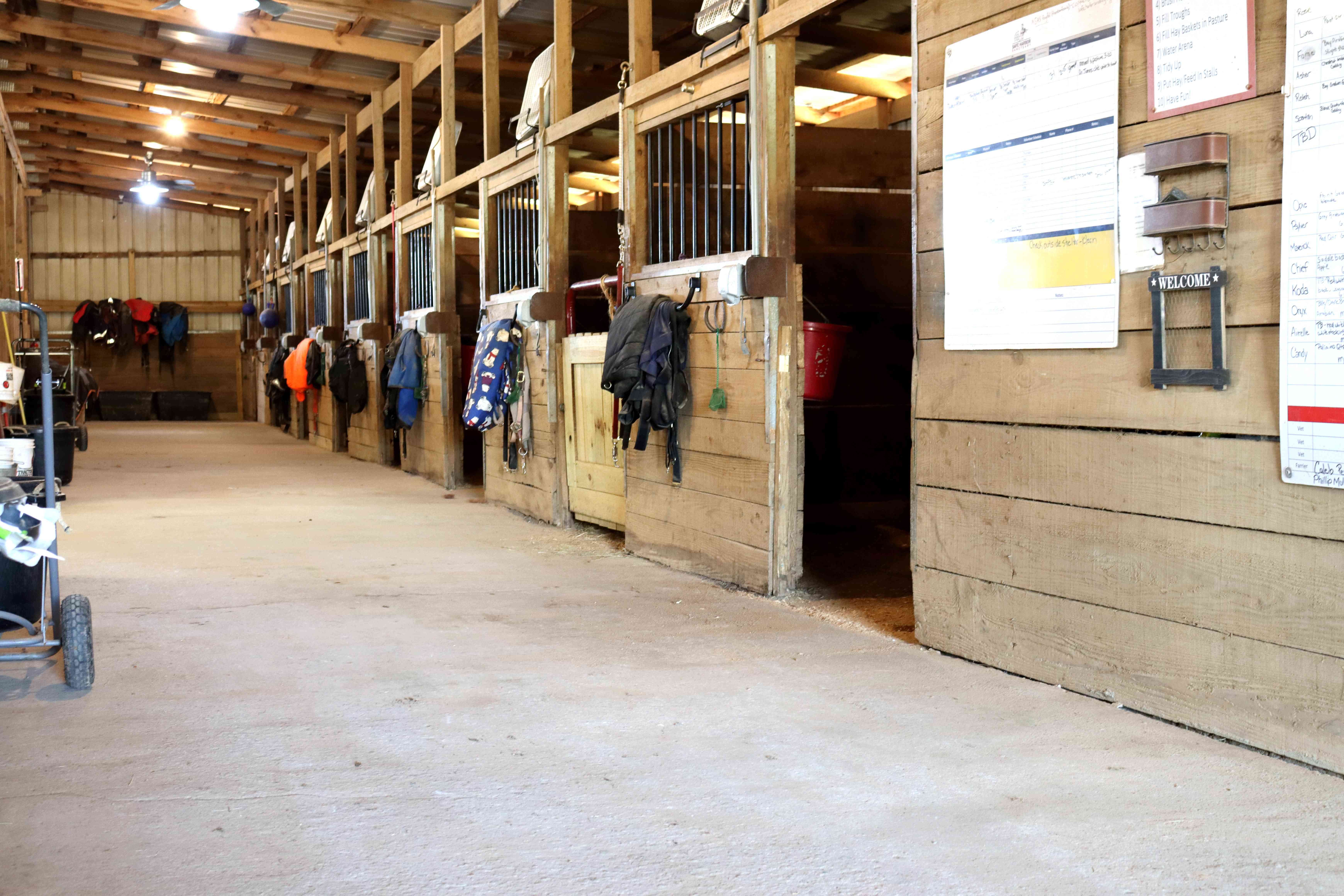 What Does It Cost to Care for a Horse? A Complete Cost Breakdown