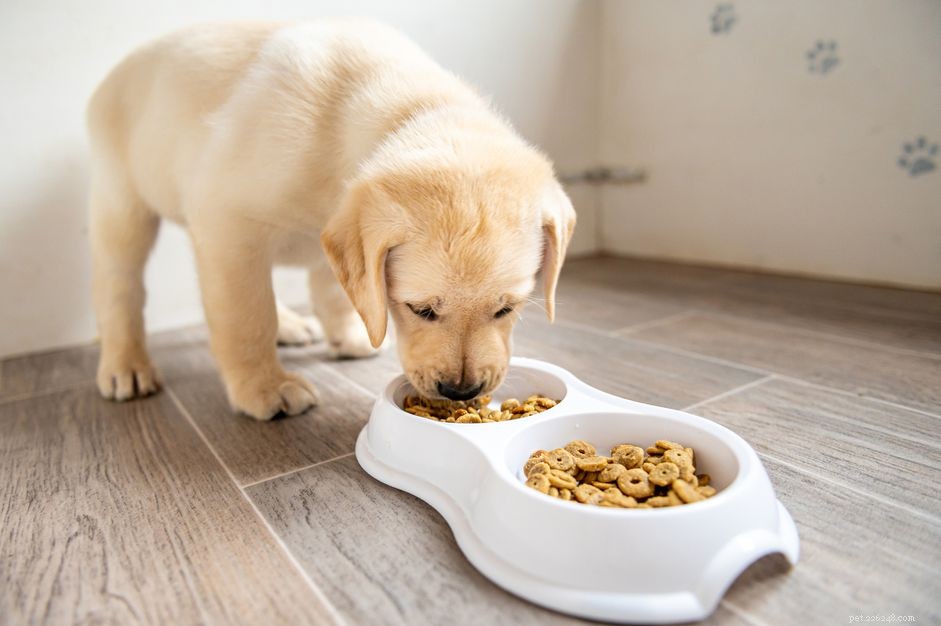 When to Switch Your Puppy from Puppy Food to Adult Dog Food