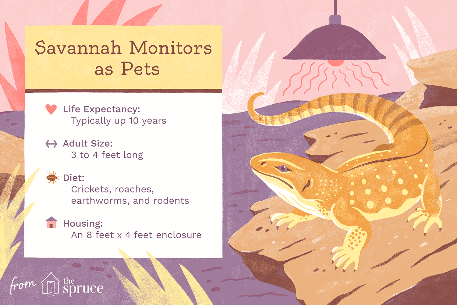 Savannah Monitor Care Guide: Temperament, Housing, and Health