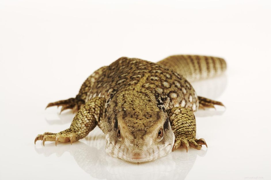 Savannah Monitor Care Guide: Temperament, Housing, and Health