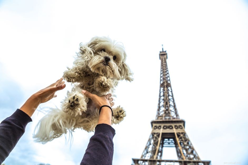 75 Elegant French Pet Names for Your Beloved Companion
