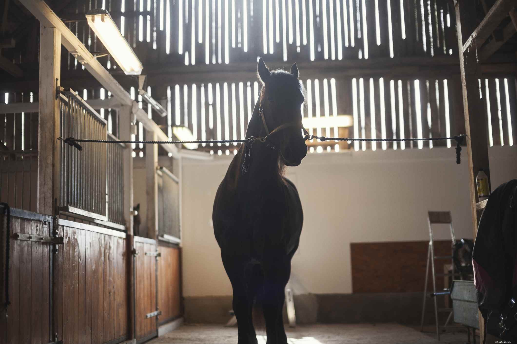 Top 10 Horse Breeds for Elegant Carriage Driving