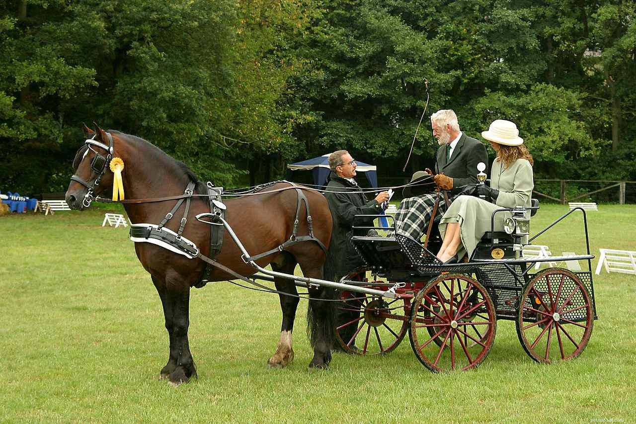 Top 10 Horse Breeds for Elegant Carriage Driving